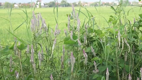 Bistort Stock Footage 330216073