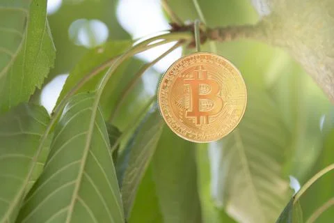 Bit coin, cryptocurrency concept, tree-born currency concept. Stock Photos