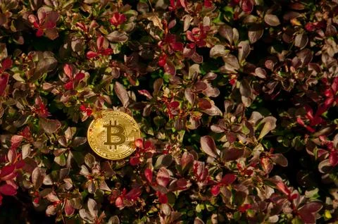 Bit coin on shrubs Fotos de archivo