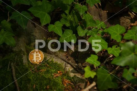 Bit coin in woods Stock Photos