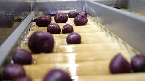 Bit fruit selection on conveyor belt for transport to food processing Stock Footage 241218250