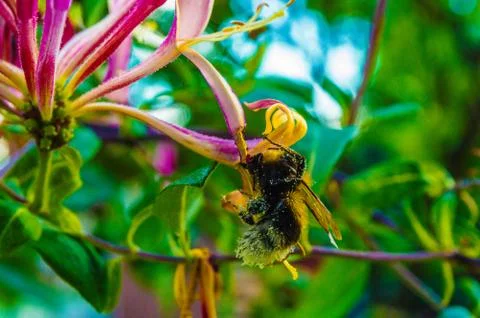  Bit insect Stock Photos
