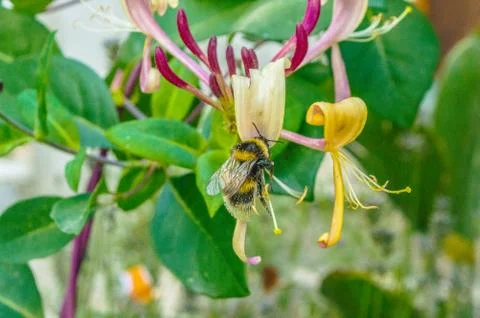 Bit insect Stock Photos