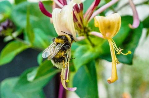 Bit insect Stock-Fotos