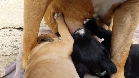 bitch breastfeeding puppies | Stock Video | Pond5