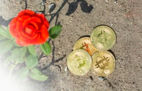 Bitcoin and a rose on background with copy space for text. Trading conception Stock Photos