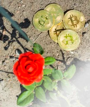 Bitcoin and a rose on background with copy space for text. Trading conception Stock Photos