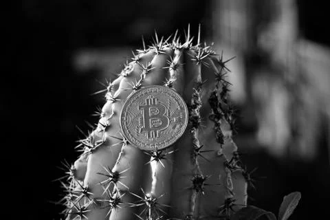 Bitcoin coin cactus concept Stock Photos