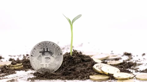 Bitcoin coin close to soil with seedling in it Stock Footage 230020745