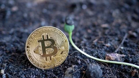Bitcoin coin with a small tree on the ground, Concept  the growth of digital  Stock Photos