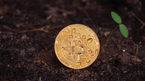 Bitcoin coin with a small tree on the ground, Concept  the growth of digital  Stock Photos