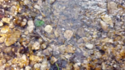 BITCOIN GOLD FOUND IN RIVER STREAM. ZOOMING IN SHOT. Stock Footage 149429520