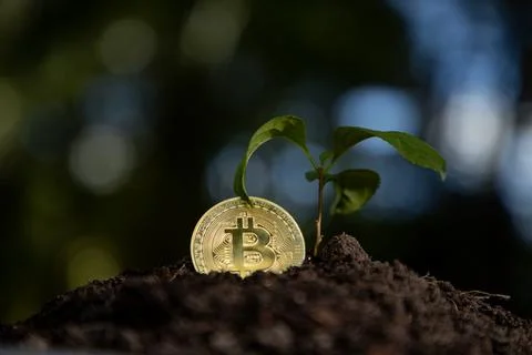 Bitcoin grows with green concept. Bitcoin crypto profit. Bitcoin wealth dev.. Stock Photos