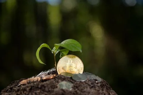 Bitcoin grows with green concept. Bitcoin eco crypto grows. Bitcoin investmen Stock Photos