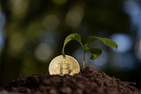 Bitcoin grows with green concept. Bitcoin eco crypto grows. Bitcoin financi.. Stock Photos