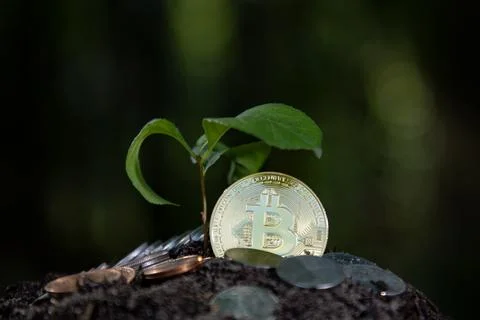 Bitcoin grows with green concept. Bitcoin investment growth. Bitcoin crypto.. Stock Photos