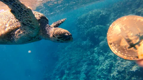 Bitcoin. Hand shows bitcoin under water amid a floating turtle Stock Footage 107178577