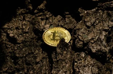Bitcoin lies on the background of a tree Stock Photos