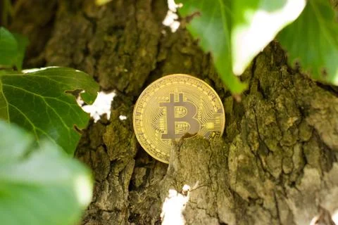 Bitcoin lies on the background of a tree Stock Photos