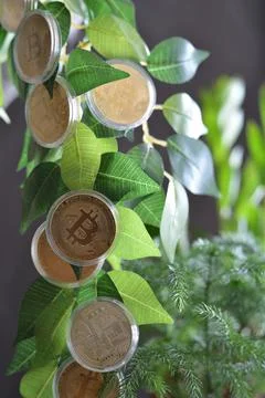 Bitcoin money plant. Stock Photos