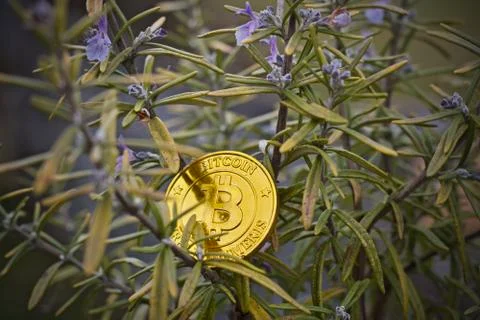 Bitcoin rosemary concept Stock Photos