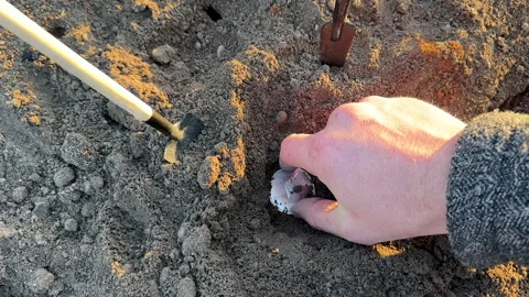 Bitcoin in soil after extraction. Сryptocurrency trading exchange. Stock Footage 269903931