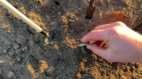 Bitcoin in soil after extraction. Сryptocurrency trading exchange. Stock Footage 269904267