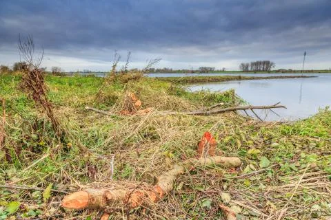Bite marks of  Beavers at trunk of Black Alder trees,  Alnus glutinosa, Stock Photos