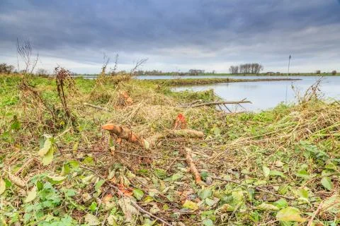 Bite marks of  Beavers at trunk of Black Alder trees,  Alnus glutinosa, Stock Photos