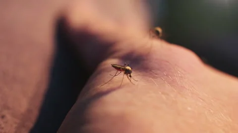 The bite of a mosquito with blood on human body Stock Footage 64774787