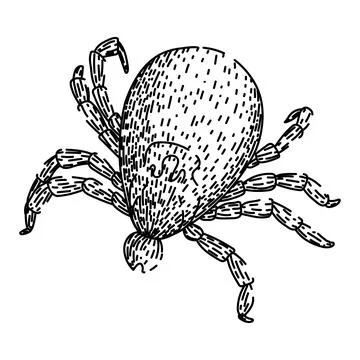 Bite tick sketch hand drawn vector Stock Illustration