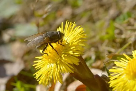 Bite on a yellow flower, in spring day Stock Photos