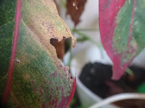 Bited small leaf by insect Stock Photos