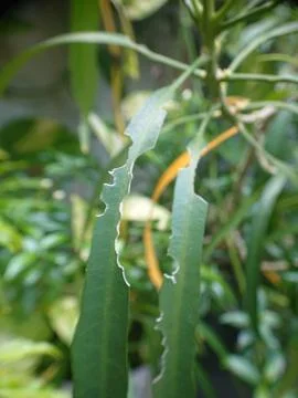 Bited small leaf by insect Stock Photos