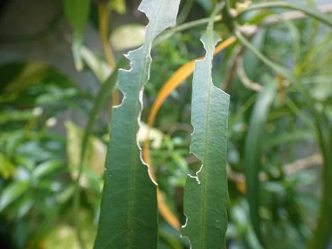 Bited small leaf by insect Stock Photos