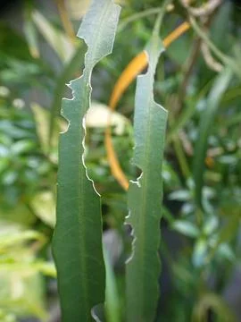 Bited small leaf by insect Stock Photos