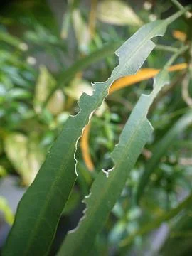 Bited small leaf by insect Stock Photos