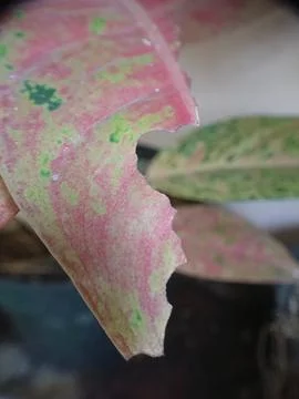 Bited small leaf by insect Stock Photos