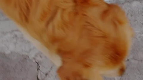 Biting ball Stock Footage 241754729