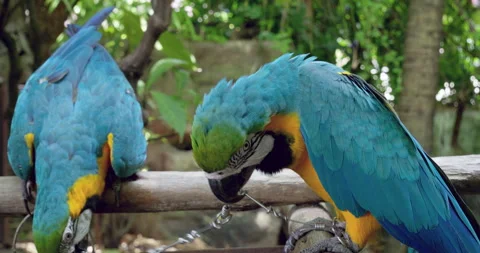 Biting chains attached to their legs and claws, a pair of blue-and-yellow Video stock 283523601