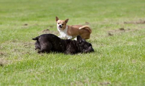 Biting dog Stock Photos