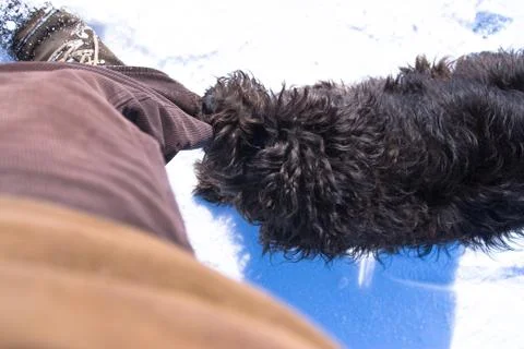 Biting dog 스톡 사진