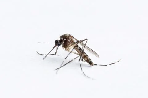 Biting mosquito isolated Stock Photos