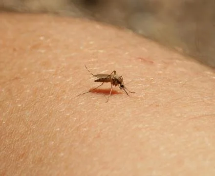 Biting mosquito Stock Photos