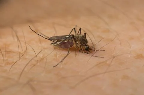 Biting Mosquito Stock Photos