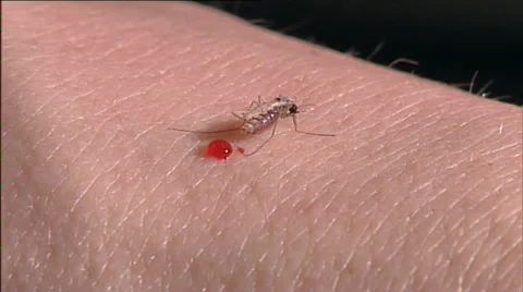 Biting mosquito pool of blood Stock Footage 39157111