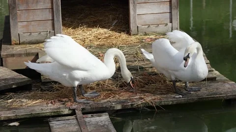 Biting swans Video stock 240315007