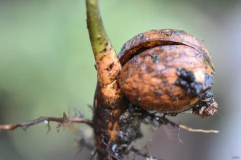 Biting walnut or a walnut would be a tree close up Stock Photos