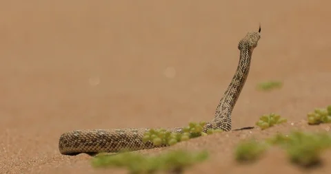 Bitis peringueyi, Péringuey's Adder, poison snake from Namibia sand desert. Stock Footage 102789521