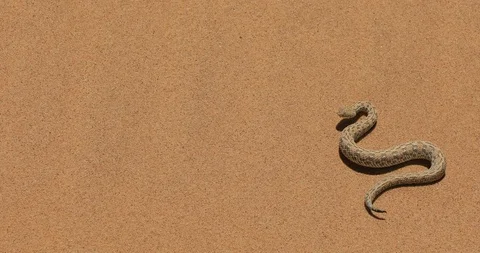 Bitis peringueyi, Péringuey's Adder, poison snake from Namibia sand desert. Stock Footage 102790262